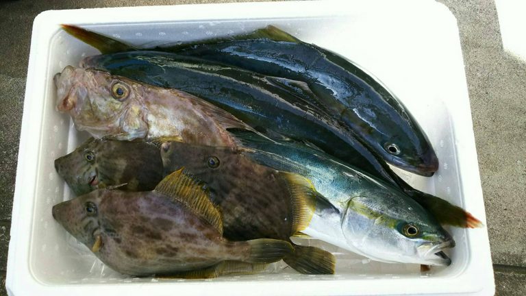 鮮魚詰め合わせセット　8000円